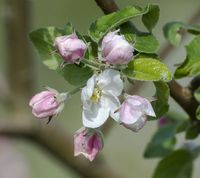 Malus sieversii blomster